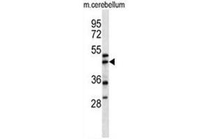 ACTR1A Antibody (Center) western blot analysis in mouse cerebellum tissue lysates (35µg/lane). (ACTR1A antibody  (Middle Region))