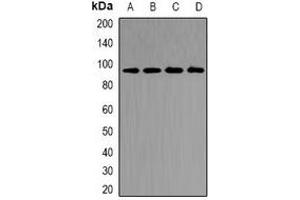 Western blot analysis of CD2AP expression in MCF7 (A), SW480 (B), mouse kidney (C), rat kidney (D) whole cell lysates.