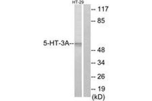 Western blot analysis of extracts from HT-29 cells, using 5-HT-3A Antibody. (Serotonin Receptor 3A antibody  (AA 161-210))