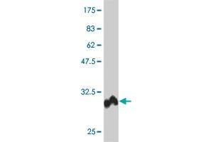 Western Blot detection against Immunogen (29. (POLD4 antibody  (AA 1-34))