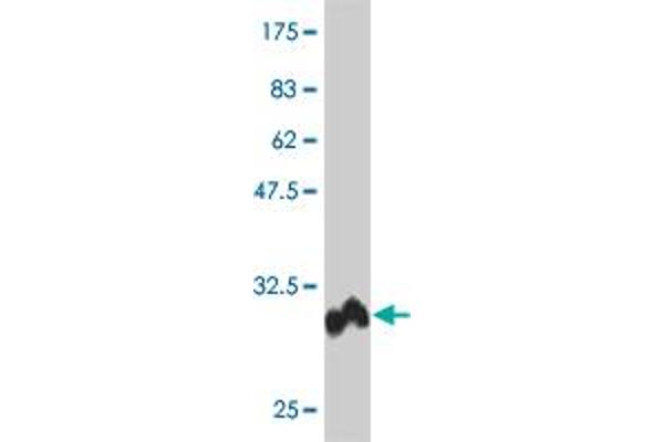 POLD4 antibody  (AA 1-34)