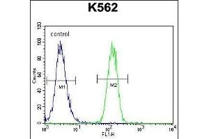 FOXI3 Antibody (Center) (ABIN655439 and ABIN2844973) flow cytometric analysis of K562 cells (right histogram) compared to a negative control cell (left histogram).