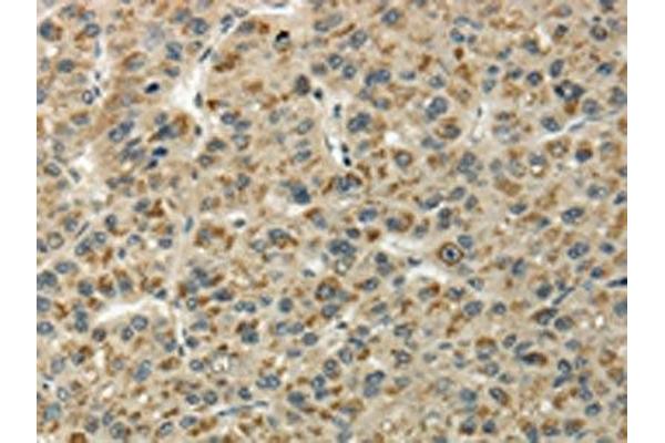 UBL4B antibody