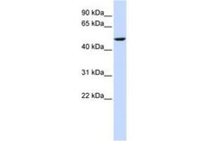 Image no. 1 for anti-Cytochrome B-561 (CYB561) (AA 72-121) antibody (ABIN6743079) (CYB561 antibody  (AA 72-121))
