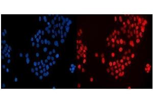 IF analysis of MAFF using anti-MAFF antibody (ABIN7599317). (MafF antibody  (AA 1-37))