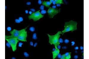 Anti-CCM2 mouse monoclonal antibody (ABIN2454942) immunofluorescent staining of COS7 cells transiently transfected by pCMV6-ENTRY CCM2 (RC201418). (CCM2 antibody)