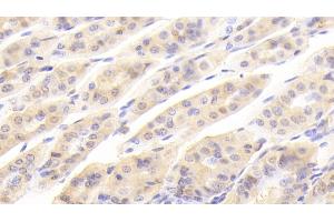 Detection of GAL2 in Mouse Stomach Tissue using Polyclonal Antibody to Galectin 2 (GAL2) (Galectin 2 antibody  (AA 1-130))