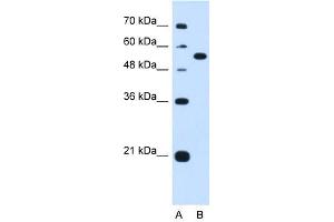 LMAN1 antibody used at 1. (LMAN1 antibody  (Middle Region))
