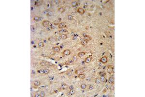 CRHR2 Antibody IHC analysis in formalin fixed and paraffin embedded mouse brain tissue followed by peroxidase conjugation of the secondary antibody and DAB staining. (CRHR2 antibody  (N-Term))