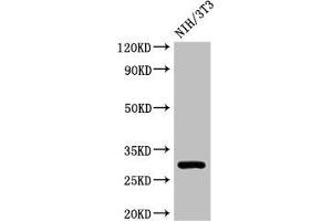 Western Blot Positive WB detected in: NIH/3T3 whole cell lysate All lanes: HLA-DQB1 antibody at 3 μg/mL Secondary Goat polyclonal to rabbit IgG at 1/50000 dilution Predicted band size: 30 kDa Observed band size: 30 kDa (HLA-DQB1 antibody  (AA 128-175))