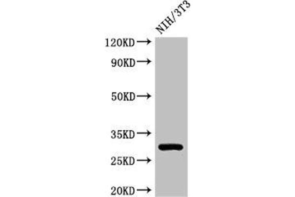 HLA-DQB1 antibody  (AA 128-175)