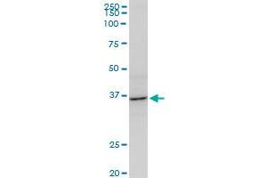 AVEN monoclonal antibody (M08), clone 2B10. (AVEN antibody  (AA 71-170))