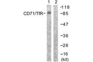 Western blot analysis of extracts from 293 cells, treated with PMA 125ng/ml 30' , using CD71/TfR (Ab-24) Antibody.