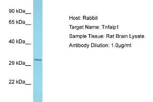 Western Blotting (WB) image for anti-Tumor Necrosis Factor, alpha-Induced Protein 1 (Endothelial) (TNFAIP1) (C-Term) antibody (ABIN2776237)