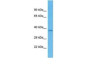 Western Blotting (WB) image for anti-Olfactory Receptor, Family 4, Subfamily M, Member 1 (OR4M1) (C-Term) antibody (ABIN2447821) (OR4M1 antibody  (C-Term))