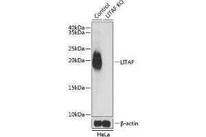 Western blot analysis of extracts from normal (control) and LITAF knockout (KO) HeLa cells using LITAF Polyclonal Antibody at dilution of 1:1000. (LITAF antibody)