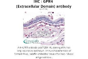 Image no. 1 for anti-G Protein-Coupled Receptor 4 (GPR4) (2nd Extracellular Domain) antibody (ABIN1735084) (GPR4 antibody  (2nd Extracellular Domain))