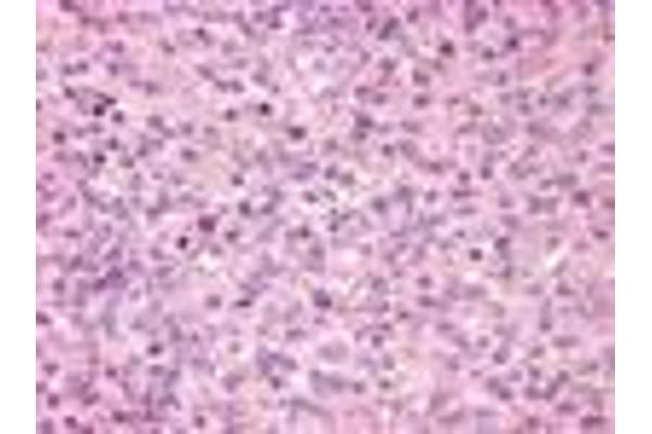 GPR171 antibody  (Extracellular Domain)