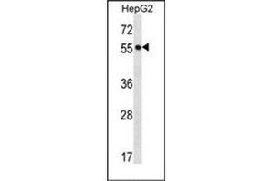 Western blot analysis of POFUT2 Antibody (Center) in HepG2 cell line lysates (35ug/lane). (POFUT2 antibody  (Middle Region))