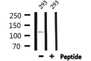 Western blot analysis of extracts from 293, using SDCG1 Antibody.