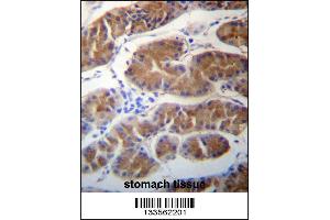 MORN1 Antibody immunohistochemistry analysis in formalin fixed and paraffin embedded human stomach tissue followed by peroxidase conjugation of the secondary antibody and DAB staining. (MORN1 antibody  (N-Term))
