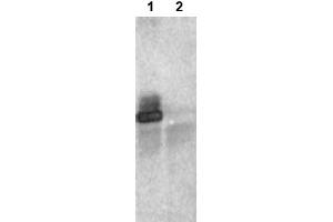 Image no. 2 for anti-Ring Finger Protein 25 (RNF25) (C-Term) antibody (ABIN401373)