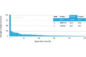 Analysis of Protein Array containing more than 19,000 full-length human proteins using E-Cadherin Mouse Monoclonal Antibody (CDH1/3256) Z- and S- Score: The Z-score represents the strength of a signal that a monoclonal antibody (MAb) (in combination with a fluorescently-tagged anti-IgG secondary antibody) produces when binding to a particular protein on the HuProtTM array.
