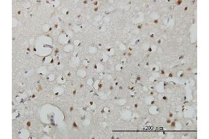 Immunoperoxidase of monoclonal antibody to USF2 on formalin-fixed paraffin-embedded human cerebral cortex. (USF2 antibody  (AA 1-100))