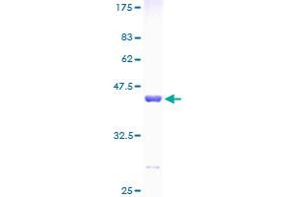FKBP1A Protein (AA 1-108) (GST tag)