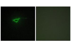 Immunofluorescence (IF) image for anti-Collagen, Type X, alpha 1 (COL10A1) (C-Term) antibody (ABIN1850314) (COL10A1 antibody  (C-Term))