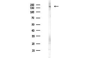 anti-Mitogen-Activated Protein Kinase Kinase Kinase 4 (MAP3K4) (pSer499) antibody
