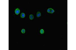 Immunofluorescent analysis of MCF-7 cells using ABIN7145816 at dilution of 1:100 and Alexa Fluor 488-congugated AffiniPure Goat Anti-Rabbit IgG(H+L) (BRD7 antibody  (AA 601-651))
