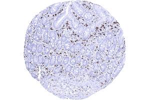 Duodenum mucosa A strong AIF1 positivity is seen in mucosal macrophages of the duodenum (Iba1 antibody  (AA 1-146))