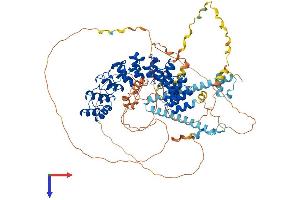 Espin Protein (ESPN) (AA 1-854) (His tag)