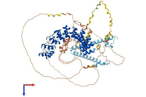 Espin Protein (ESPN) (AA 1-854) (His tag)
