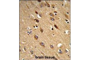 Formalin-fixed and paraffin-embedded human brain reacted with PISD Antibody , which was peroxidase-conjugated to the secondary antibody, followed by DAB staining. (PISD antibody  (AA 223-250))
