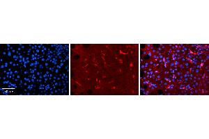 Immunohistochemistry (IHC) image for anti-Retinol Binding Protein 4, Plasma (RBP4) (N-Term) antibody (ABIN2776889)