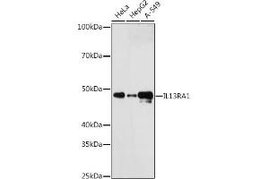 Western blot analysis of extracts of various cell lines, using IL13R antibody (ABIN7267986) at 1:1000 dilution. (IL13 Receptor alpha 1 antibody)