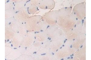 Immunohistochemistry (IHC) image for anti-Fibrillin 1 (FBN1) (AA 959-1145) antibody (ABIN7438448)