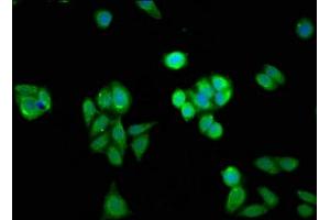 Immunofluorescent analysis of HepG2 cells using ABIN7155253 at dilution of 1:100 and Alexa Fluor 488-congugated AffiniPure Goat Anti-Rabbit IgG(H+L) (HINT1 antibody  (AA 2-126))