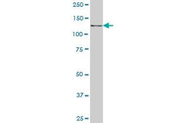 CTNND2 antibody  (AA 1081-1190)