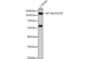 Western blot analysis of extracts of U-87MG cells, using CD276/B7-H3 antibody (ABIN7266182) at 1:3000 dilution. (CD276 antibody  (AA 100-200))