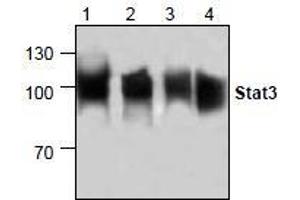 AP26348PU-N: Western blot analysis of Stat3 in lysate from Jurkat cells (Lane 1 & 2), 3T3 cells (Lane 3) and rat kidney (Lane 4). (STAT3 antibody)