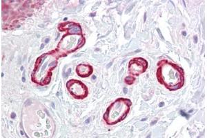 Anti-SLC39A14 antibody IHC staining of human colon, vessels.