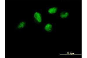 Immunofluorescence of purified MaxPab antibody to TCEB3 on HeLa cell. (TCEB3 antibody  (AA 1-772))