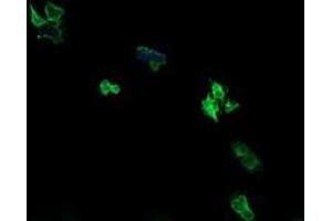 Image no. 2 for anti-Armadillo Repeat Containing 1 (ARMC1) antibody (ABIN1496724) (ARMC1 antibody)