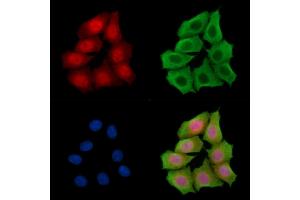 ABIN7095393 and ABIN7099450 staining HepG2 cells by IF/ICC. (FAM83G antibody)