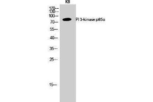 Western Blotting (WB) image for anti-Phosphoinositide 3 Kinase, p85 alpha (PI3K p85a) (Internal Region) antibody (ABIN3186430) (PIK3R1 antibody  (Internal Region))