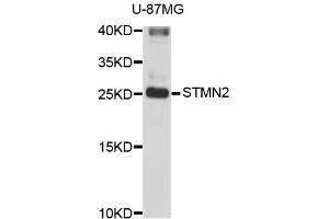 Western blot analysis of extracts of U-87MG cells, using STMN2 antibody (ABIN3049374). (STMN2 antibody)