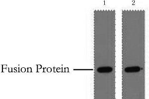 Western Blot analysis of 0. (GST-Tag antibody)